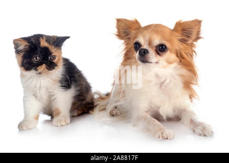 exotic shorthair and chihuahua in front of white background Stock Photo