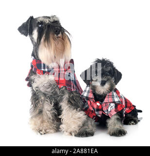 dressed miniature schnauzers in front of white background Stock Photo