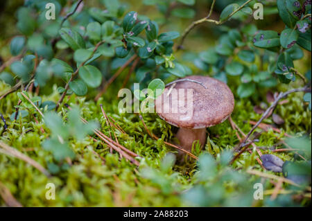 Edible mushroom Rufous Milkcap or the Red Hot Milk Cap or Lactarius rufus on natural background. Outdoors close-up macro on gentle blurred background. Stock Photo