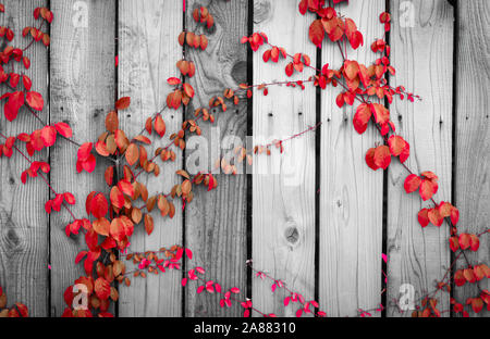 Red ivy climbing on wood fence. Creeper plant on gray and white wooden wall of house. Ivy vine growing on wood panel. Vintage background. Outdoor Stock Photo