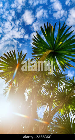 Cabbage palm tree (Sabal Palmetto) canopy Stock Photo