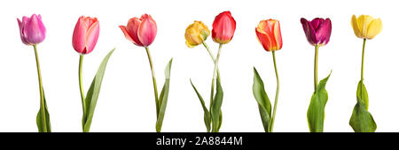 Panoramic view of tulips isolated over white background Stock Photo