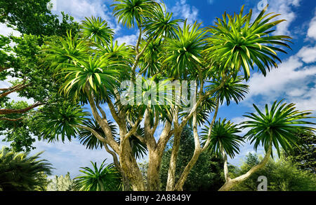 Cabbage palm tree (Sabal Palmetto) canopy Stock Photo