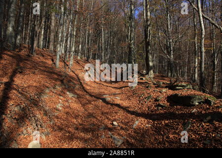 Forest road in the young beech forest during autumn Stock Photo
