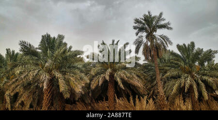 Date palm trees growing in a row and branches of date palms under blue sky.Plantation of date palms. The tropical agriculture industry in the Middle East Stock Photo