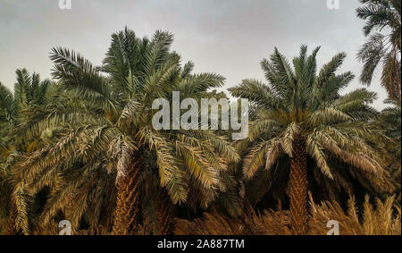 Date palm trees growing in a row and branches of date palms under blue sky.Plantation of date palms. The tropical agriculture industry in the Middle East Stock Photo