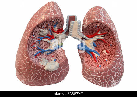 Lungs medicine model Stock Photo
