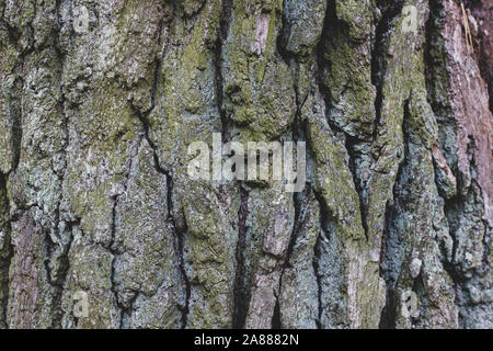 Close-up of a green bark oak. Tree bark matte texture background. Stock Photo