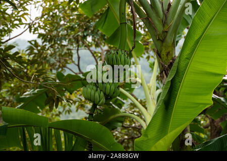 Babana tree in the garden. Green Raw Organic Banana Cluster hanging down from trees in a bunch, bunch of babana - bananas. The banana tree and a lot Stock Photo