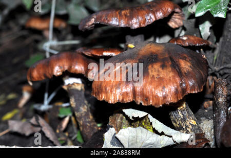 unknown brown mushrooms grown wild in the undergrowth Stock Photo