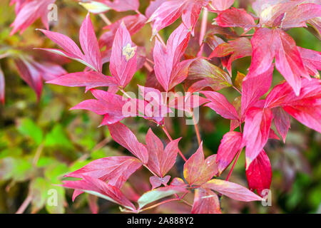 Autumn peonies, Red foliage Japanese Tree Peony Paeonia suffruticosa 'Yaezakura' Stock Photo