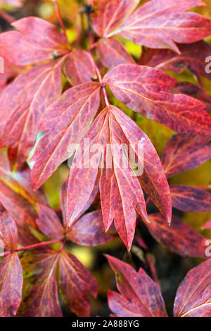 Autumn peonies, Red foliage Japanese Tree Peony Paeonia suffruticosa 'Yaezakura' Stock Photo