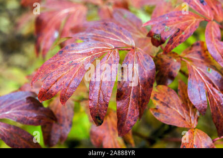 Autumn peonies, Red foliage Japanese Tree Peony Paeonia x suffruticosa 'Yaezakura' Stock Photo