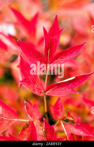 Autumn peonies, Red foliage Japanese Tree Peony Paeonia suffruticosa 'Zhi Hong' Stock Photo