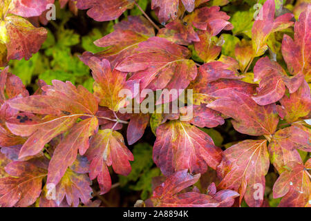 Autumn peonies, Red foliage Japanese Tree Peony Paeonia suffruticosa 'Xiao Tao Hong' Stock Photo