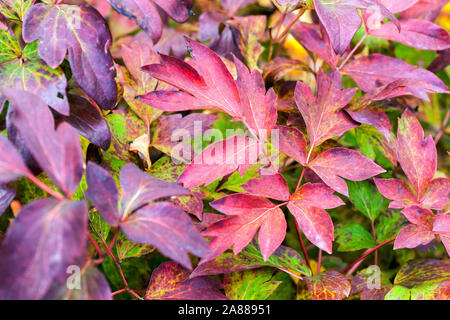 Autumn peonies, Red foliage Japanese Tree Peony Paeonia suffruticosa 'Shan Hu Tai' Stock Photo