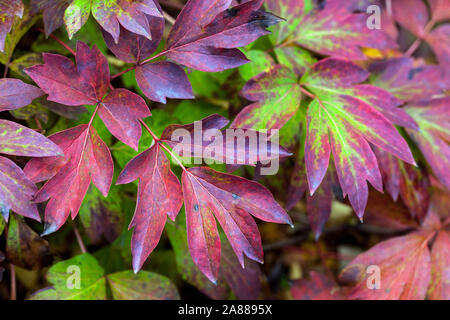 Peony autumn peonies, Red foliage Japanese Tree Peony Paeonia suffruticosa 'Shan Hu Tai' Stock Photo