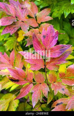 Autumn peonies, Red foliage Japanese Tree Peony Paeonia suffruticosa 'Bai hua du' Stock Photo