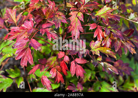 Autumn peonies, Red foliage Japanese Tree Peony Paeonia suffruticosa 'Duchess of Marlborough' Stock Photo