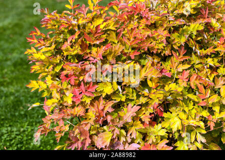 Autumn peonies, Red foliage Japanese Tree Peony Paeonia suffruticosa 'Tian Xian Qi Jin ' Stock Photo