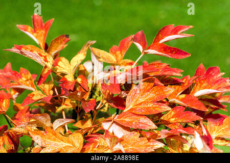 Autumn peonies, Red foliage Japanese Tree Peony Paeonia suffruticosa 'Xu Hong' Stock Photo