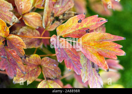 Autumn peonies, Red foliage Japanese Tree Peony Paeonia suffruticosa 'Jin Pao Hong' Stock Photo