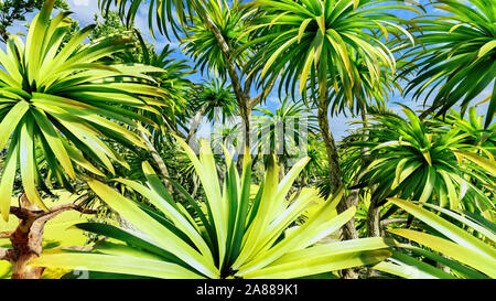 Cabbage palm tree (Sabal Palmetto) canopy Stock Photo