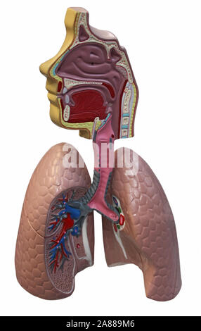 Lungs section Stock Photo