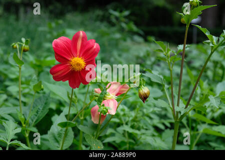 Red dahlia flower on a background of green leaves in the botanical garden in Batumi. Annual dahlia flower close-up. Blooming red dahlia in a summer ga Stock Photo