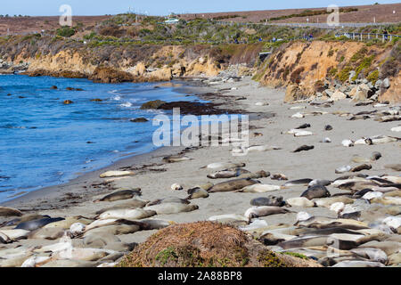 Female Elephant Seals, Mirounga Angustirostris, at the Piedras Blancas rookery, San Simeon, Pacific Coast Highway, SR1, California, USA Stock Photo