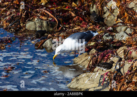 American herring gull, larus smithsonianus, at a rock pool, Cambria, California, United States of America Stock Photo