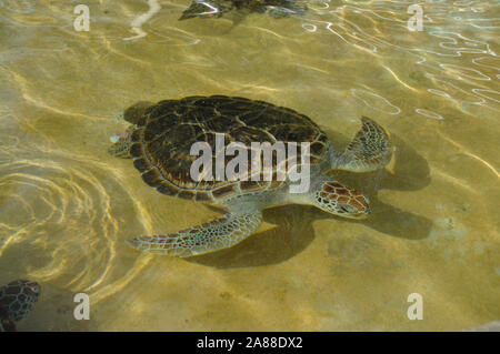 Baby sea turtles swimming in the sea water pool Stock Photo