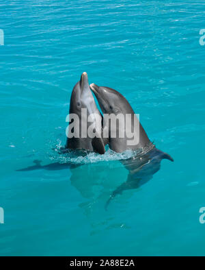 Two beautiful dancing dolphins in blue sea water Stock Photo
