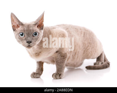 Devon Rex kitten on a white Stock Photo