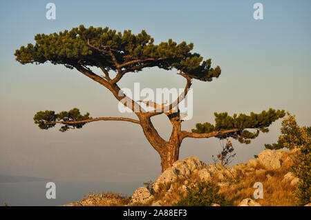 Single pine tree on the edge of a cliff with view over sea bay