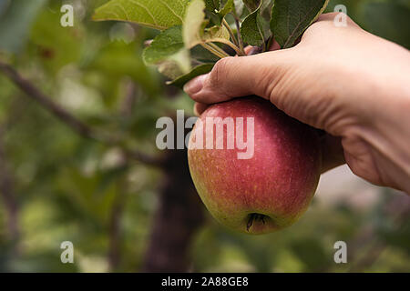 Ripe red side apple in woman's hand, surrounded by green leaves and branches of real apple tree. Autumn or summer harvest time and healthy eating conc Stock Photo