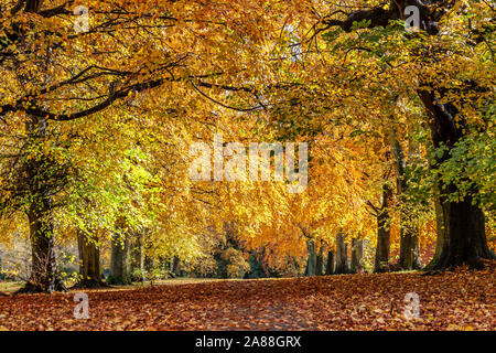 Northampton, UK, 7th November 2019, UK Weather, Sunshine and showers in Abington Park showing the autumn colours in the trees making it quite pleasant for a late morning walk after the heavy early morning rain. Credit: Keith J Smith./Alamy Live News Stock Photo