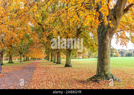 Northampton, UK, 7th November 2019, UK Weather, Sunshine and showers in Abington Park showing the autumn colours in the trees making it quite pleasant for a late morning walk after the heavy early morning rain. Credit: Keith J Smith./Alamy Live News Stock Photo