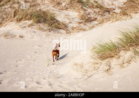 Miniature Pinscher dog outdoor walking on sandy beach. Stock Photo