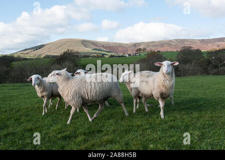 Around the UK - Lancashire - Hill Farming on the edge of the Forest of Bowland Stock Photo