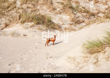 Miniature Pinscher dog outdoor walking on sandy beach. Stock Photo