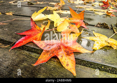 Colorful fallen leaves of a sweet gum tree on weathered wooden planks of a bridge on a rainy day in autumn Stock Photo