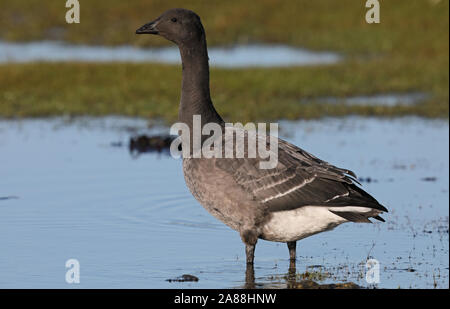 Brent goose / Brant / Branta bernicla standing on ground Stock Photo