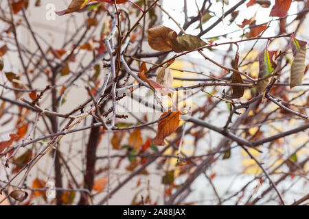 autumn leaves on a tree fall. dry tree branches Stock Photo