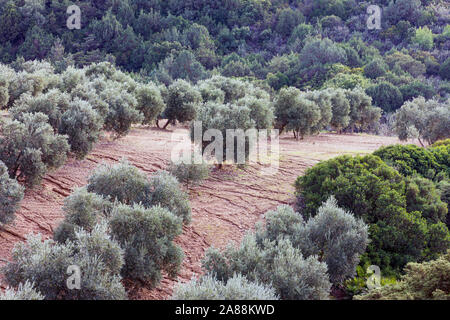 Olive grove in Andalusia, southern Spain. Stock Photo