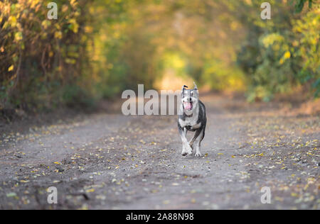 Adorable mongrel dog walking on the road in the forest Stock Photo