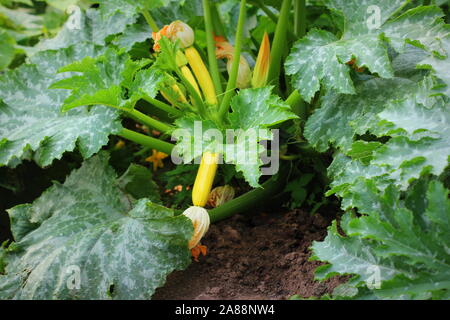 Zucchini plant. Zucchini flower. Green vegetable marrow growing on bush Stock Photo