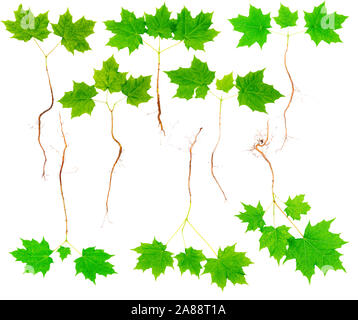 Collection of young maple tree with roots isolated on white background. Stock Photo