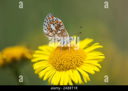 Underside of brown argus (Aricia agestis). The butterfly is feeding on fleabane Stock Photo