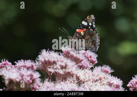Underside of a Red Admiral (Vanessa atalanta) butterfly feeding on hemp agrimony Stock Photo